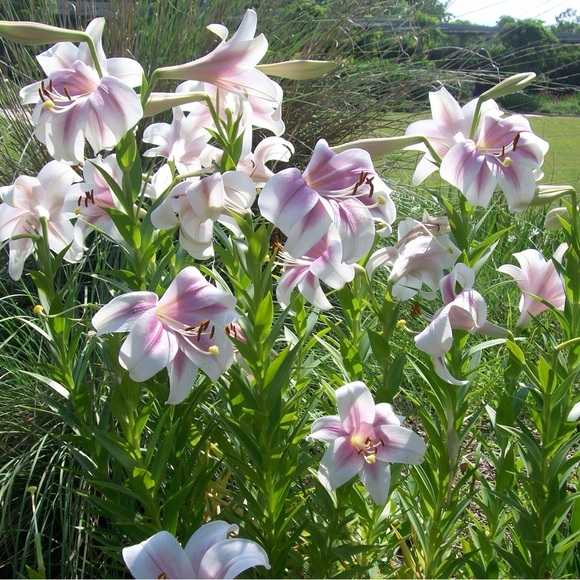 Meet your posher!!💐 - Picture 1 of 1